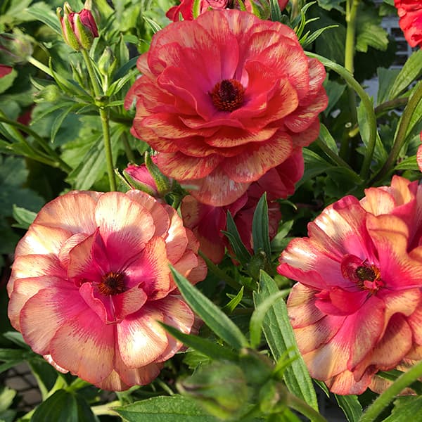 ラナンキュラス ラックス（苗） | 花、ガーデニング のおすすめ人気