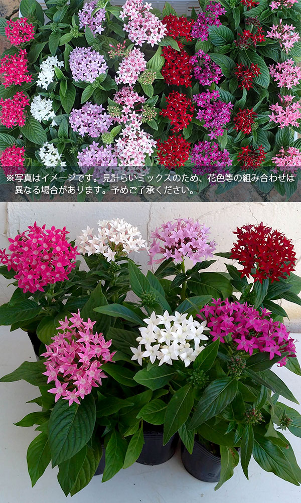 売り切れ必至 草花の苗 21年5月中下旬予約 ペンタス花色ミックス3号ポット 24株セット 送料無料 最新人気 Zoetalentsolutions Com