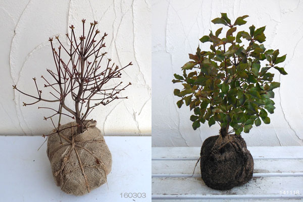 アカヤシオツツジ/大株【現品発送】管理70497 アカヤシオツツジ（苗木、植木） | 花、ガーデニング のおすすめ