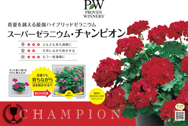 草花の苗 26年3月中下旬予約 スーパーゼラニウム チャンピオン レッド3