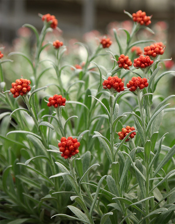 シルバーリーフ 花（花、ガーデニング）（収穫、鑑賞時期：夏）の