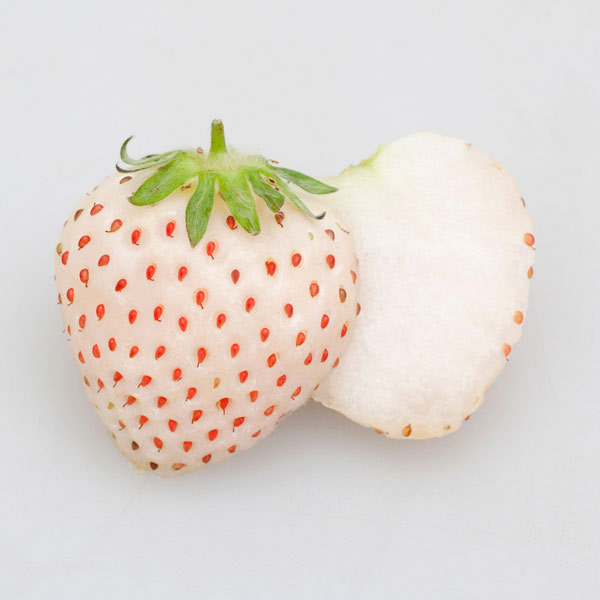 野菜の苗 26年3月中下旬予約 イチゴ 天使のいちご(R) エンジェルエイト