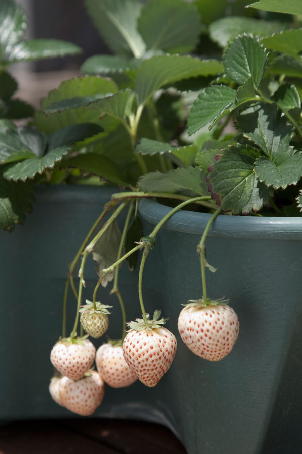 野菜の苗 26年3月中下旬予約 イチゴ 天使のいちご(R) エンジェルエイト