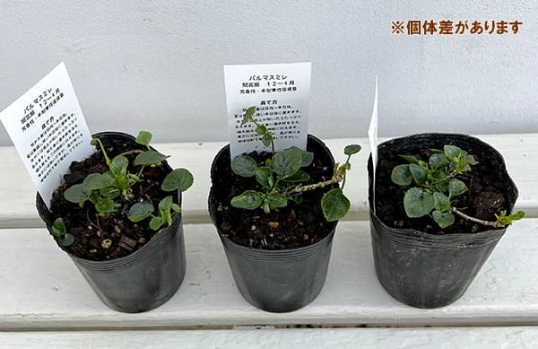 山野草の苗 26年1月中下旬予約 パルマスミレ スワンリーホワイト（純白