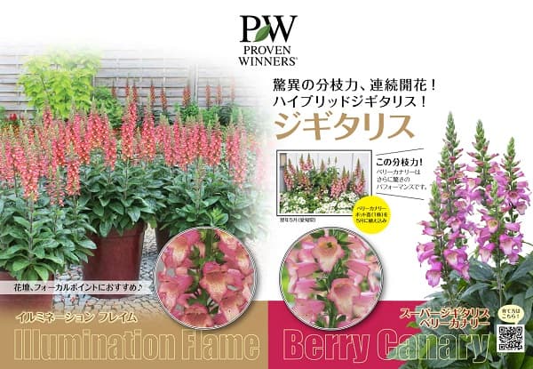 草花の苗 24年11月中下旬予約 ハイブリッドジギタリス:スーパー 草花の苗 24年11月中下旬予約 ハイブリッドジギタリス:スーパー