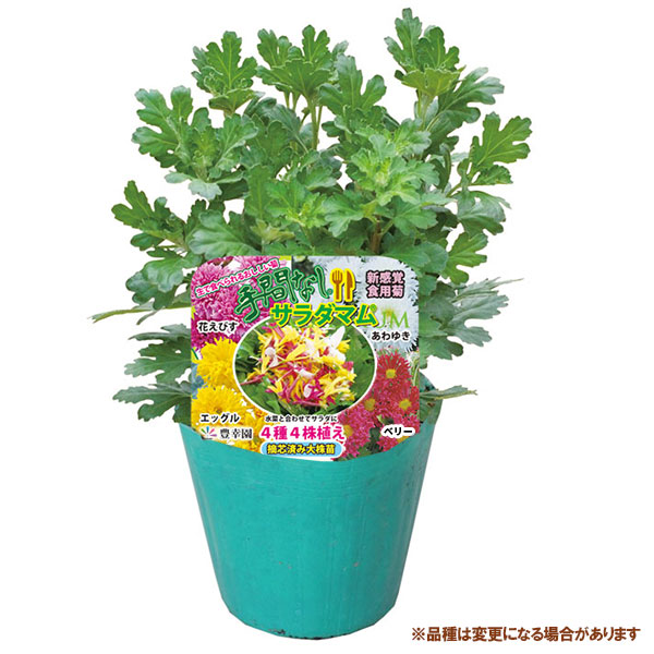 食用菊 苗（苗） | 花、ガーデニング のおすすめ人気商品一覧