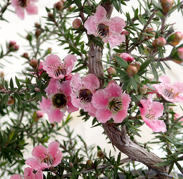 花木 庭木の苗 24年2月中下旬予約 サクラギョリュウバイ（一重咲き）4