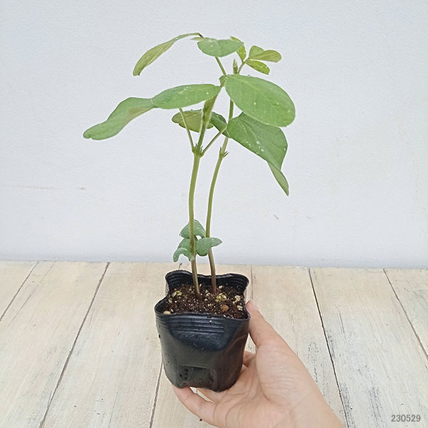 野菜の苗 26年5月中下旬予約 枝豆 香り茶豆...の詳細画像1