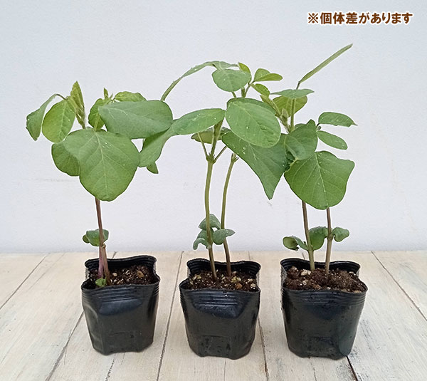 野菜の苗 26年5月中下旬予約 枝豆 香り茶豆...の詳細画像2
