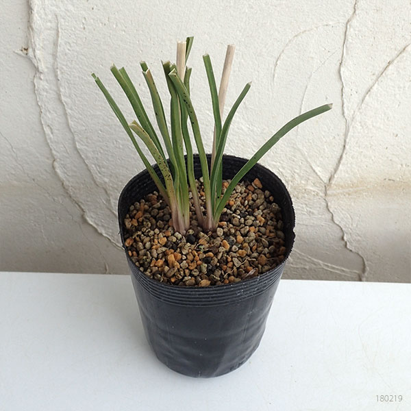 トリトマ 苗(花の苗)の商品一覧|苗 | 花、ガーデニング 通販 トリトマ 苗(花の苗)の商品一覧|苗 | 花、ガーデニング 通販