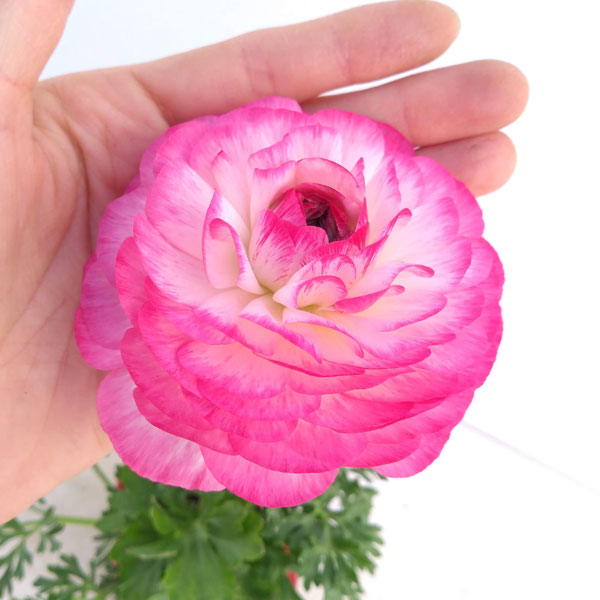 ラナンキュラス 苗（花、ガーデニング）の商品一覧 通販 - Yahoo