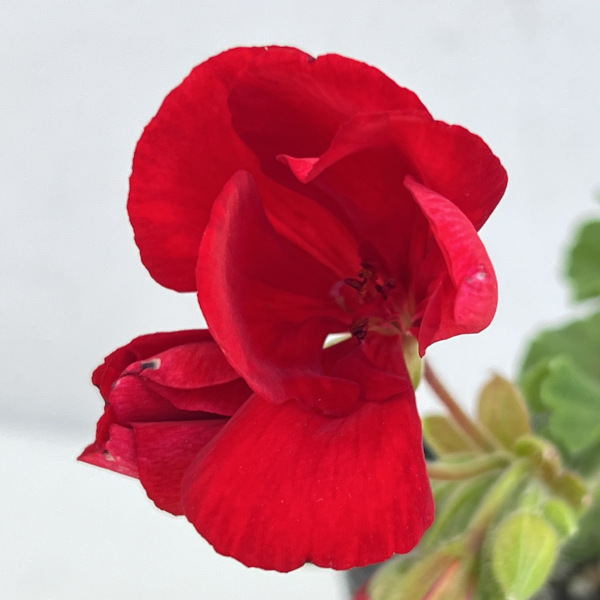 草花の苗 26年3月中下旬予約 スーパーゼラニウム チャンピオン レッド3