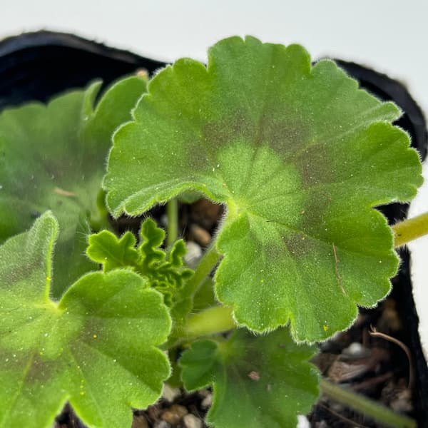 草花の苗 26年3月中下旬予約 スーパーゼラニウム チャンピオン レッド3