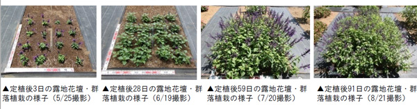 草花の苗 26年4月上旬予約 スーパーサルビア...の詳細画像5