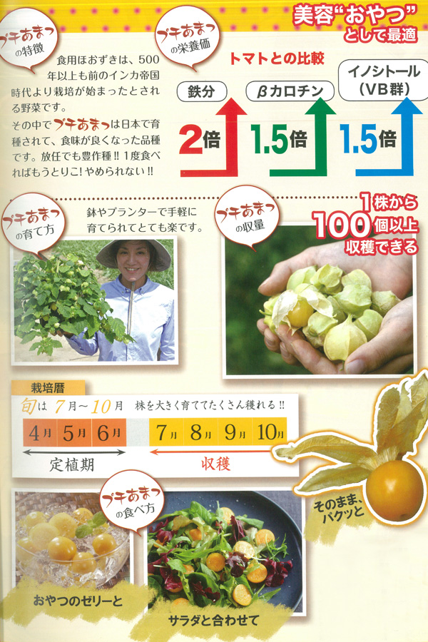 野菜の苗 26年4月下旬予約 食用ホオズキ プ...の詳細画像2