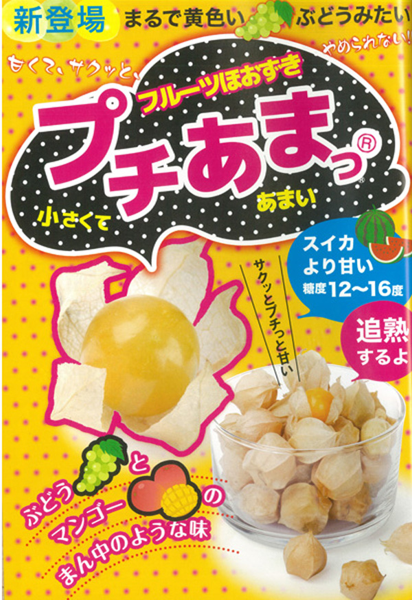野菜の苗 26年4月下旬予約 食用ホオズキ プ...の詳細画像1