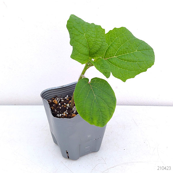 野菜の苗 26年4月下旬予約 食用ホオズキ プ...の詳細画像3