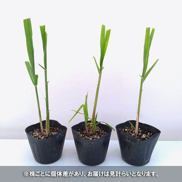 新商品 野菜の苗 24年4月下旬予約 和三盆サトウキビの苗：竹糖3.5号