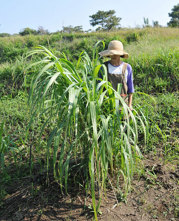 野菜の苗/24年4月下旬予約 和三盆サトウキビの苗：竹糖3.5号ポット