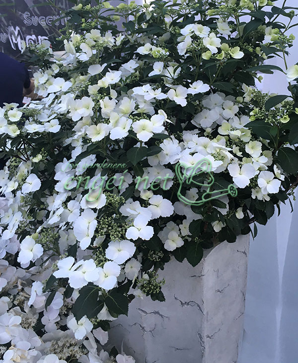 花木 庭木の苗 26年3月中下旬予約 ラグランジア（アジサイ