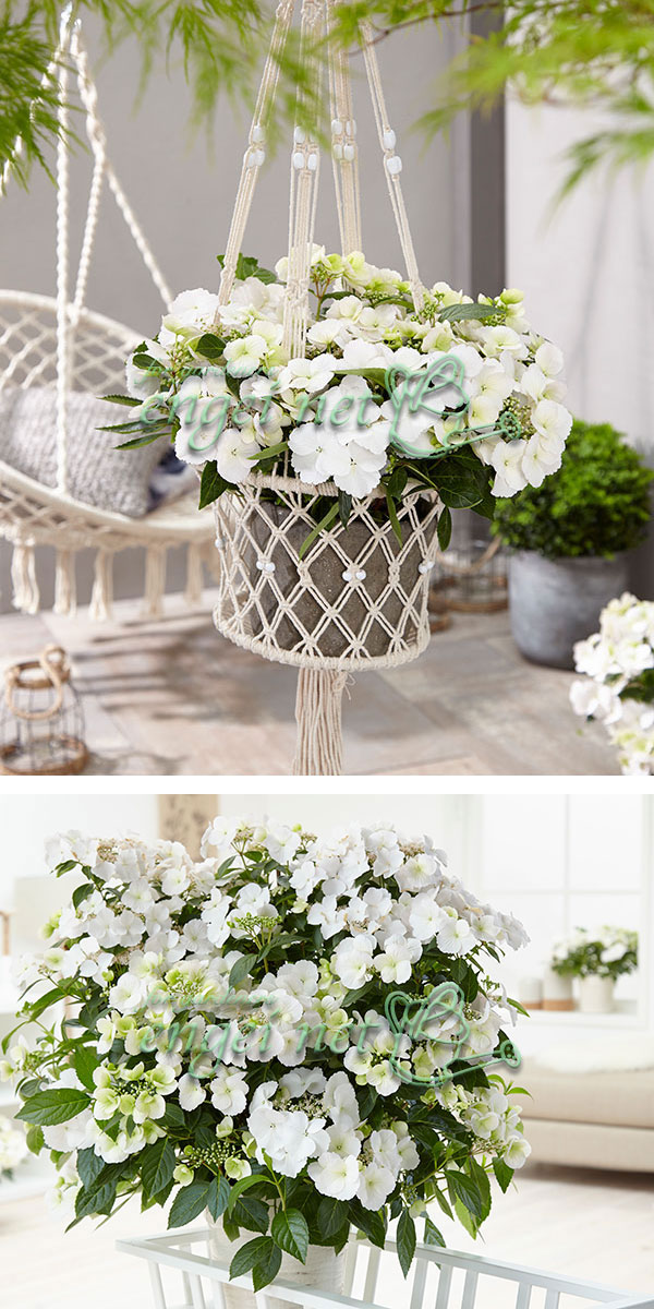 花木 庭木の苗 26年3月中下旬予約 ラグランジア（アジサイ