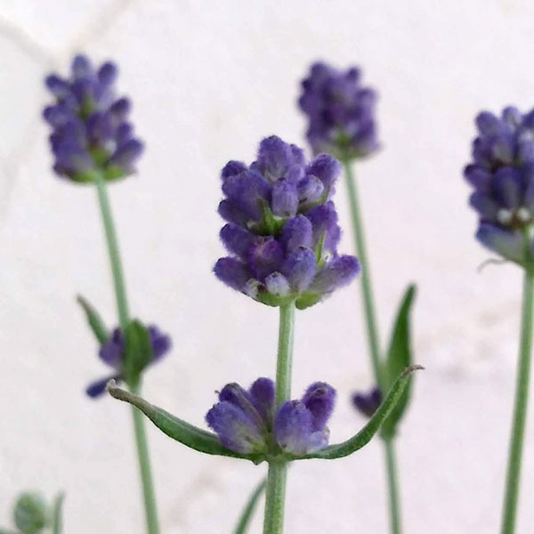 ハーブの苗 21年3月中下旬予約 耐暑性ラベンダー 長崎ラベンダーナイトブルー3号ポット 1590 園芸ネット 予約専用サイト 通販 Yahoo ショッピング