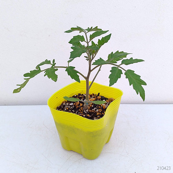 野菜の苗 24年4月下旬予約 トマト（ミニ）：スィートミニイエロー接木