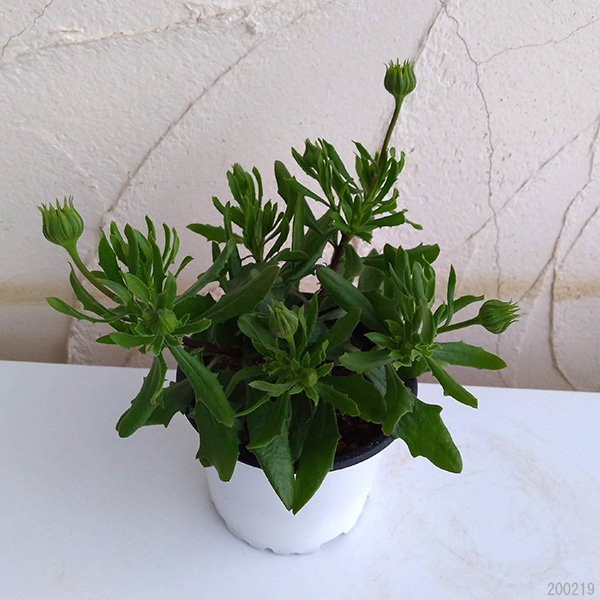 レアな姿のオステオスペルマム、スパイダー白 - 植物/観葉植物