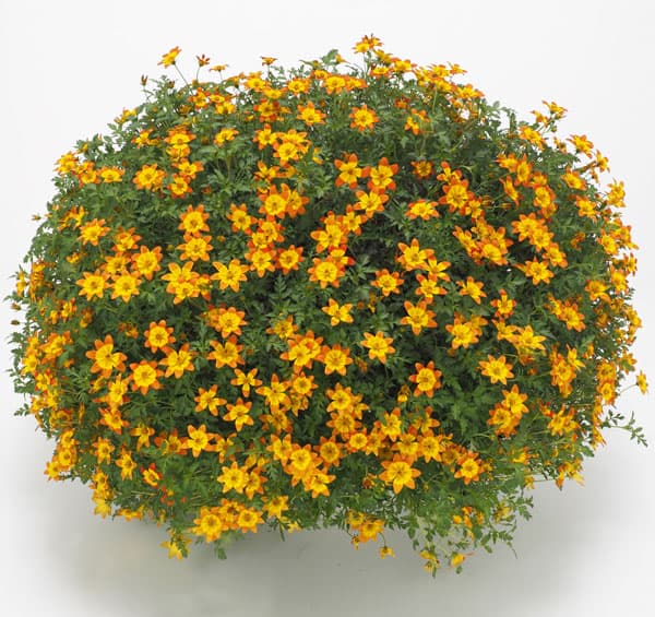 ビデンス（花の苗）｜苗 | 花、ガーデニング のおすすめ人気商品