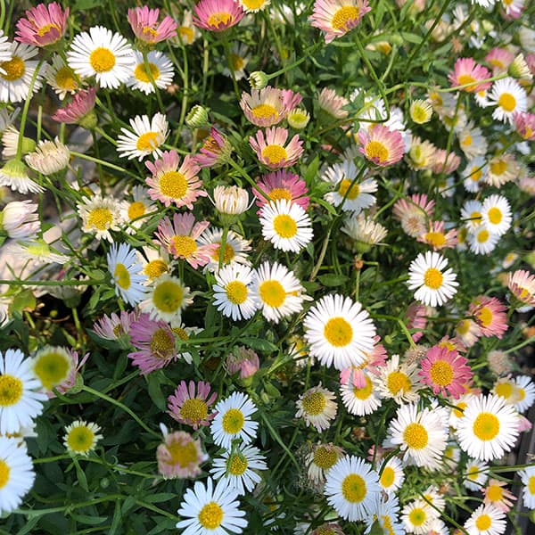 草花の苗 24年10月中下旬予約 エリゲロン カルビンスキアヌス3 草花の苗 24年10月中下旬予約 エリゲロン カルビンスキアヌス3