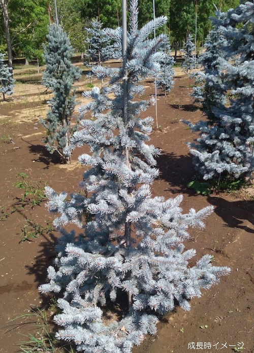 プンゲンストウヒ ホプシーのおすすめ人気商品一覧 通販 - Yahoo