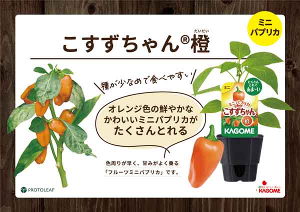 野菜の苗 24年4月下旬予約 カゴメ パプリカ こすずちゃん(R)橙 