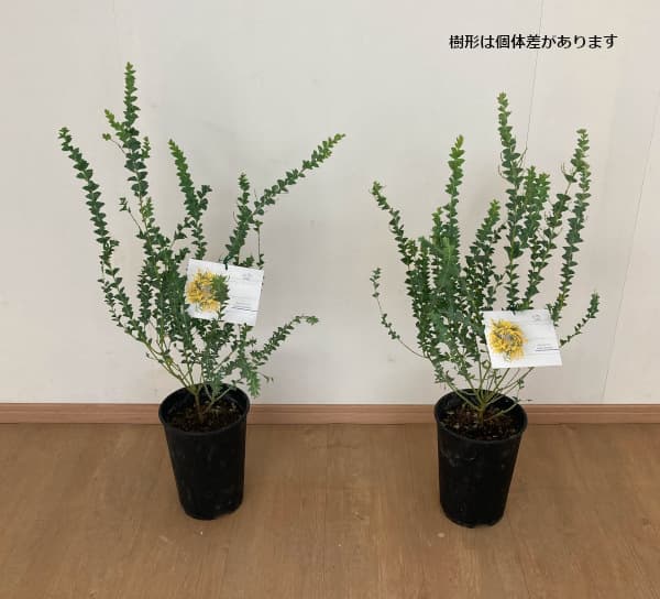 三角葉アカシア 苗木 美しい樹形 150cm❗8号鉢 大型❗ シルバーリーフ 三角葉アカシア 苗木 綺麗な樹形 150cm❗10号鉢 大型❗ シルバー