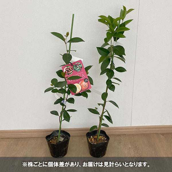 グアバ（果樹の苗、苗木）の商品一覧｜苗木、植木 | 花、ガーデニング 通販 - Yahoo!ショッピング