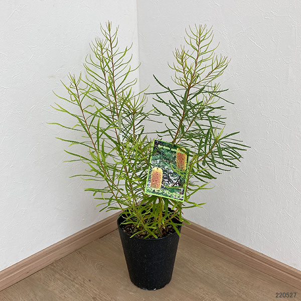 花木 庭木の苗/[25年10月中下旬予約]バンクシア：ヘアピンバンクシア6