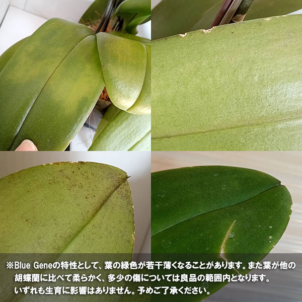 母の日 予約 ミディコチョウラン Blue Gene（ブルージーン）(R)1本立ち4号 ブルーシリンダー鉢植え* 2026年 母の日 ギフト 送料無料の画像