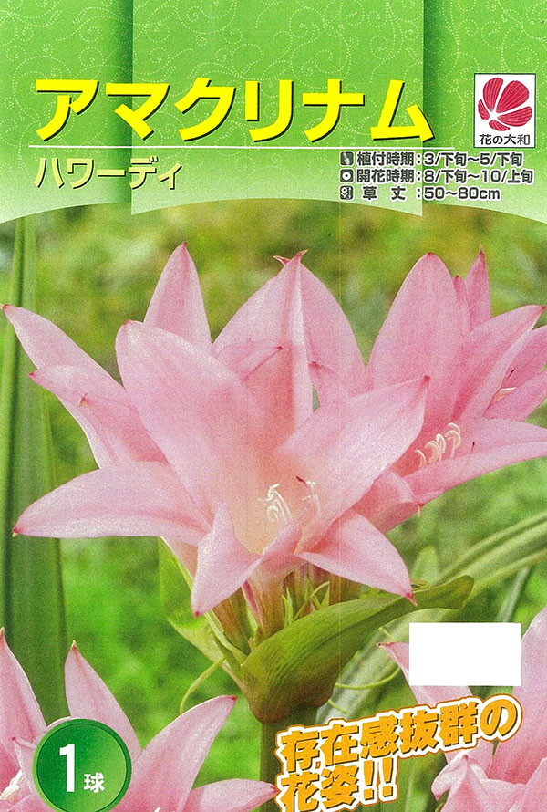 球根 26年4月上旬予約 アマクリナム ハワー...の詳細画像1
