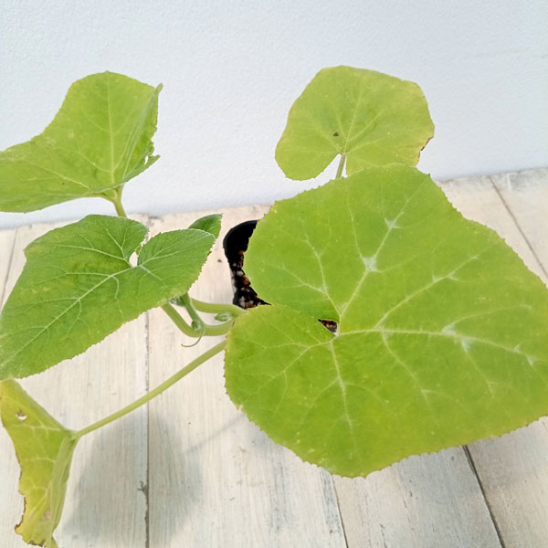 野菜の苗 26年4月下旬予約 ズッキーニ つる...の詳細画像3