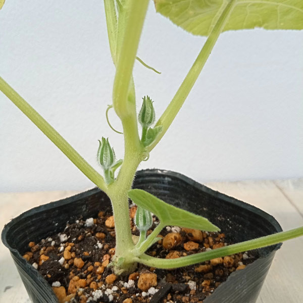 野菜の苗 26年4月下旬予約 ズッキーニ つる...の詳細画像1