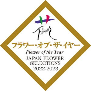 母の日 予約 ミディコチョウラン Blue Gene（ブルージーン）(R)1本立ち4号 ブルーシリンダー鉢植え* 2026年 母の日 ギフト 送料無料の画像