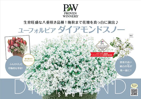 草花の苗/25年8月下旬予約 ユーフォルビア:ダイアモンドスノー3 草花の苗/25年8月下旬予約 ユーフォルビア:ダイアモンドスノー3