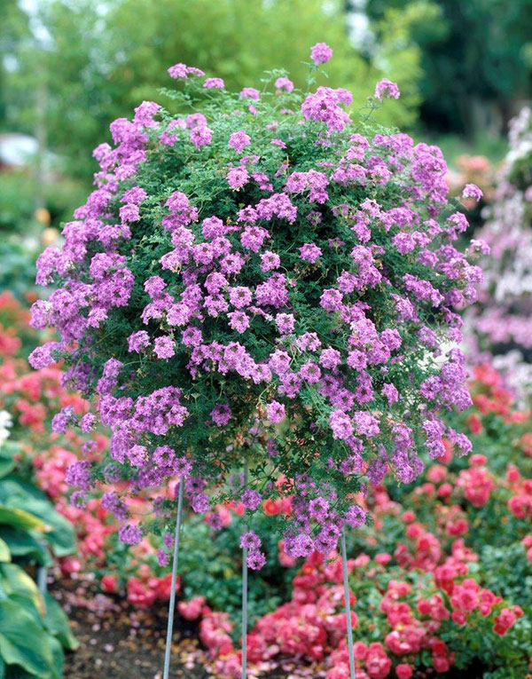 バーベナバンプトン（収穫、鑑賞時期：春）のおすすめ人気商品一覧