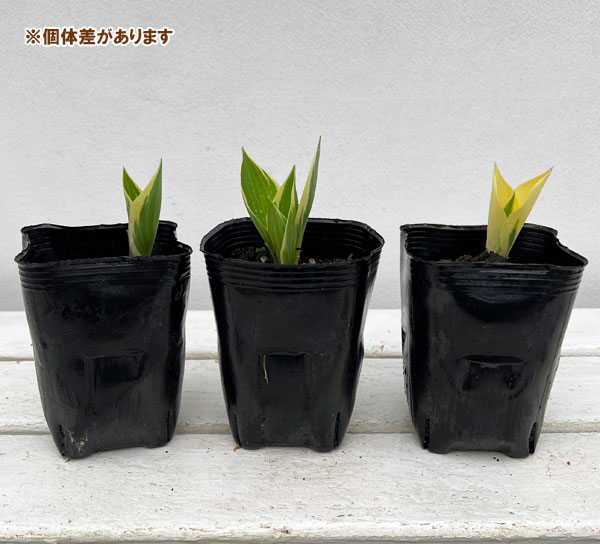 草花の苗 26年5月中下旬予約 ギボウシ(ホス...の詳細画像2