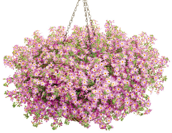 まり藻と花 草花の苗 26年4月上旬予約 ジャメスブリタニア サファリ モーブスカイ3