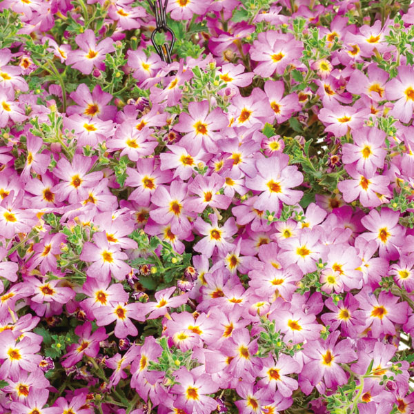 草花の苗 26年4月上旬予約 ジャメスブリタニア サファリ モーブスカイ3