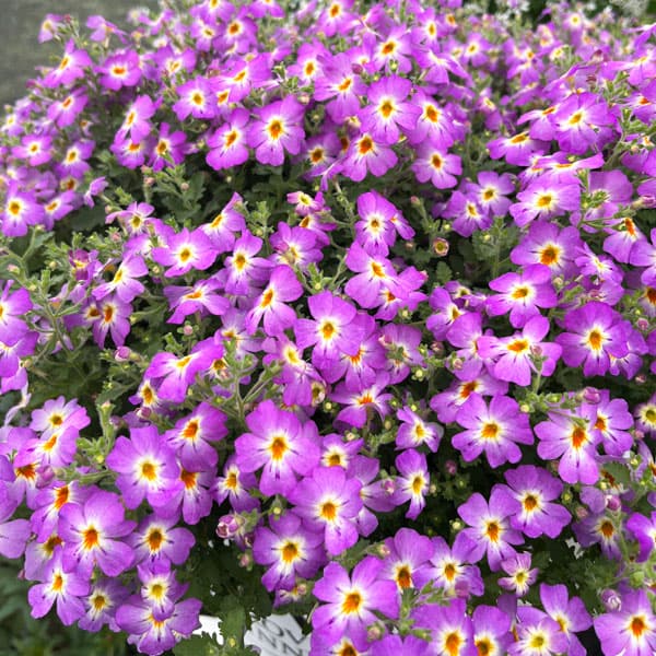 草花の苗 26年4月上旬予約 ジャメスブリタニア サファリ モーブスカイ3