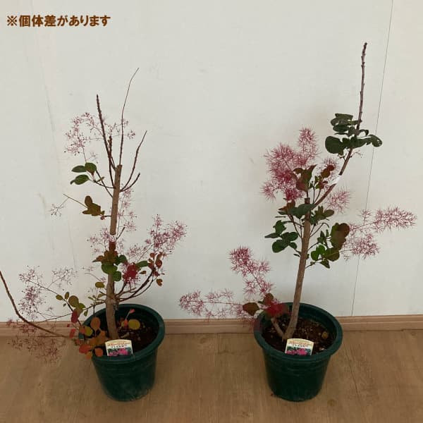 スモークツリー リトルルビー（花、ガーデニング）のおすすめ