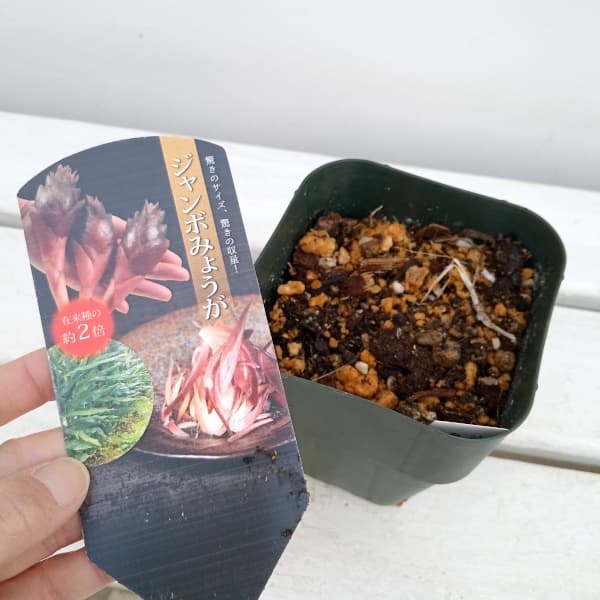 ミョウガ ( 茗荷 ) 】 9cmポット 苗【 2株 】 薬味 山菜 野菜 家庭