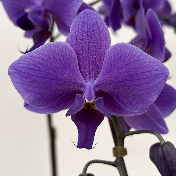 母の日 予約 ミディコチョウラン Blue Gene（ブルージーン）(R)1本立ち4号 ブルーシリンダー鉢植え* 2026年 母の日 ギフト 送料無料の画像