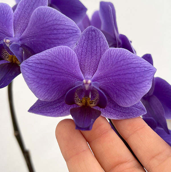 母の日 予約 ミディコチョウラン Blue Gene（ブルージーン）(R)1本立ち4号 ブルーシリンダー鉢植え* 2026年 母の日 ギフト 送料無料の画像